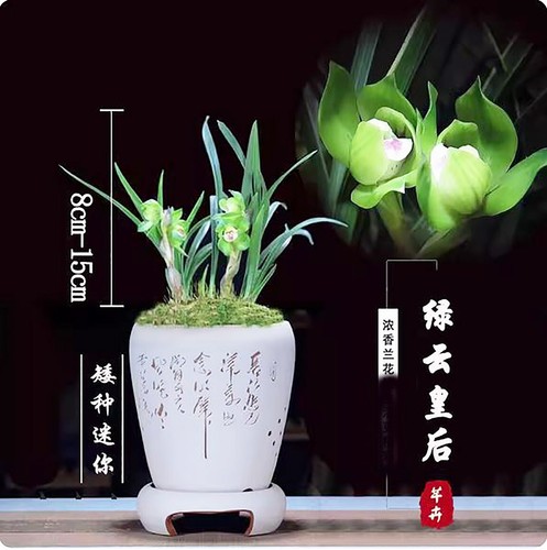 Cymbidium tortisepalum