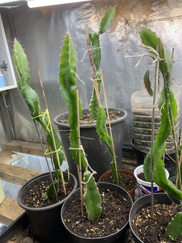 Dragon fruit plant over - ,