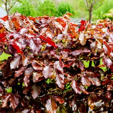 5 Copper Beech 3-4ft Purple Hedging Trees.Stunning all Year Colour 90-120cm