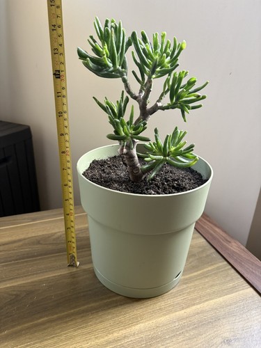 Large crassula gollum golden - gollum,