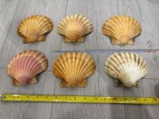 Scallop Shells X 6