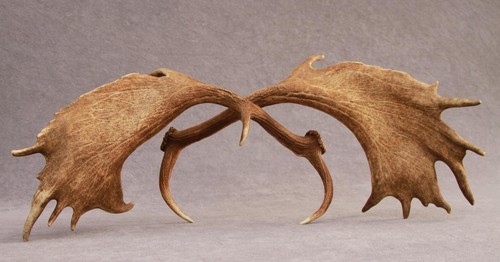 Naturally shed set fallow - set, of