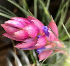 Tillandsia sticta air plant - air,
