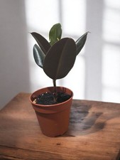 indoor house plant Rubber Plant - Ficus Elastica