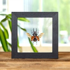Taxidermy Stag Beetle in Box Frame (Odontolabis sarasinorum)