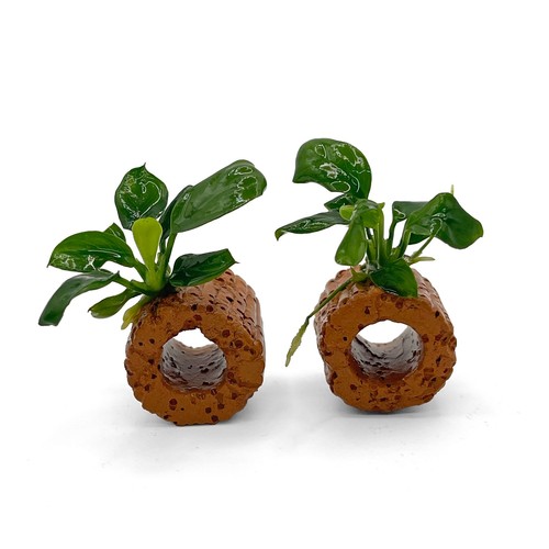 Anubias nangi - anubias, –