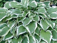 Hosta Antioch  (Pot Grown Sent