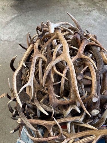 50kgs red deer antlers - red,