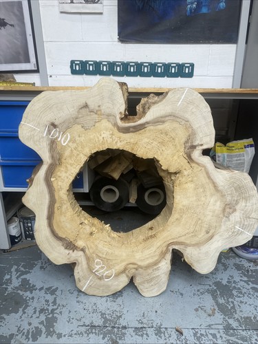 Large elm burr tree slice - burr,