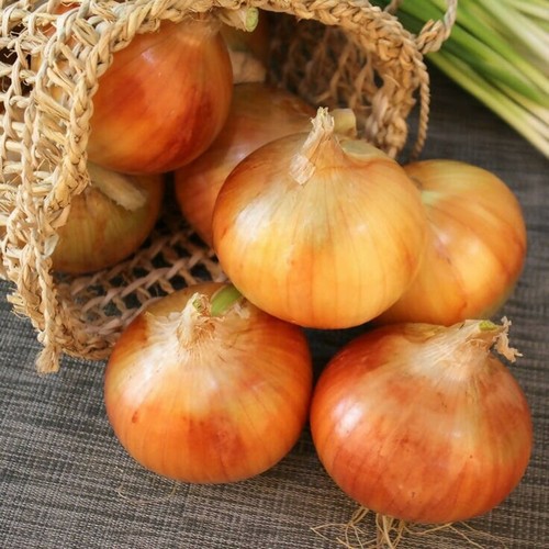 Yellow onion sets senshyu - yellow,