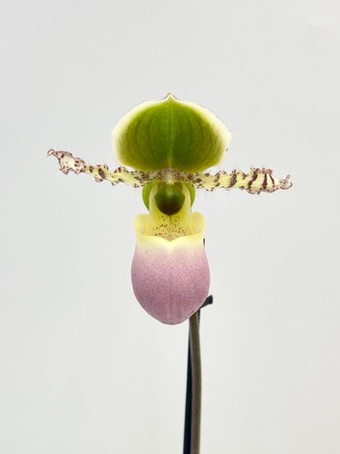 Venus slipper orchid live - slipper,