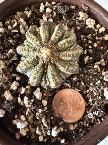 Ritteri ariocarpus cactus rare - ariocarpus,