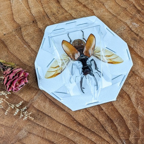 Beetle parryi specimen - parryi,