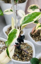 Hoya Carnosa 'Krimson Queen' Indoor Plant