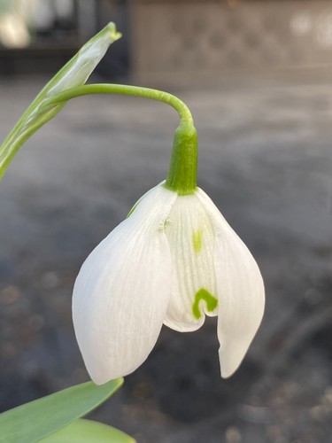 Galanthus pancras x 1 - pancras',