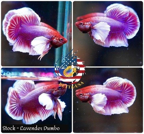 Live male betta - betta, high