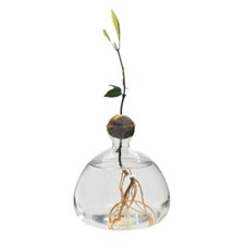 Glass Avocado Tree Flower Vase Avocado Starter Vase Hydroponic Flower Vase