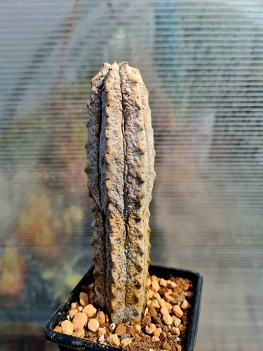 Euphorbia abdelkuri rare - abdelkuri,