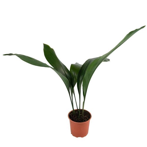 60cm aspidistra elatior indoor - 60cm,