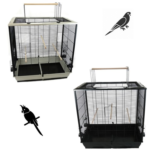 Cockatiel budgie indoor bird - indoor,