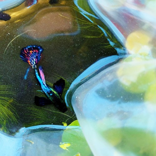 Live guppy fry dumbo - fry, -dumbo