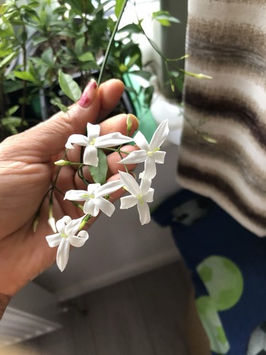 Azoricum jasmine flowers looks - jasmine(flowers,