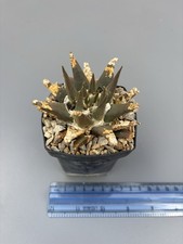 Ariocarpus Trigonus elongatus