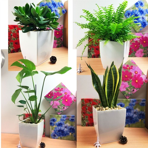Evergreen indoor plant - plant, in