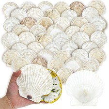 50PCS Scallop Shells for Crafts Large 4''-5'' White Beach Natural Shells Bulk...