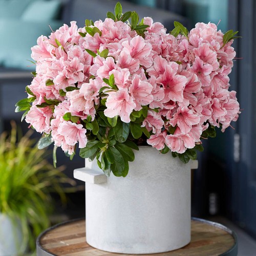 Flowering shrub azalea - shrub,, encore