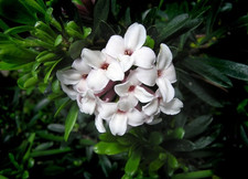 Daphne transatlantica Eternal