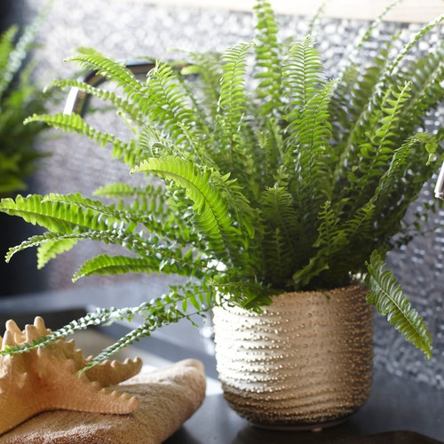Nephrolepis boston fern - nephrolepis,
