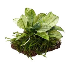 Anubias barteri var nana Pinto