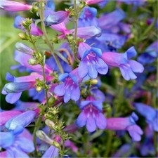 3X PERENNIAL PENSTEMON