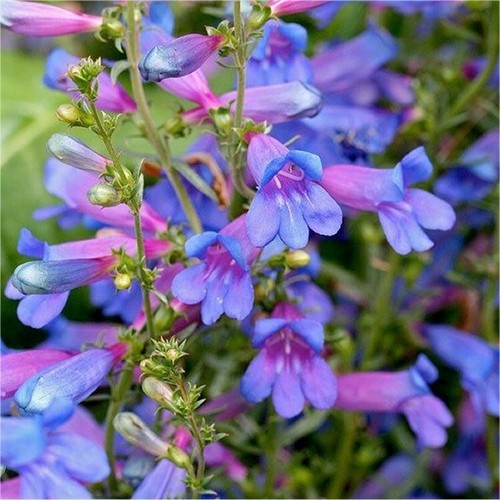 Perennial penstemon heavenly - penstemon,