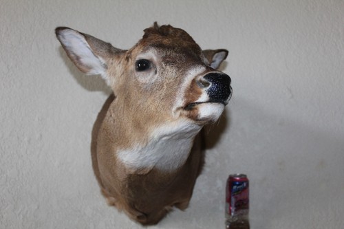 Whitetail deer head shoulder - whitetail,