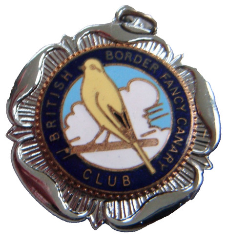 British border fancy canary - british,