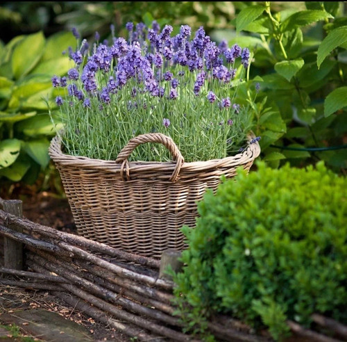 Lavender munstead plants - x,