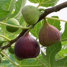 'Brown Turkey' Fig Tree in 3L