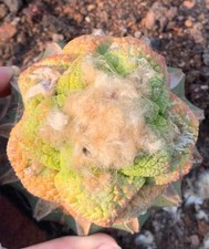 8cm Rare Ariocarpus Fis Hybird 'Godzilla' WYSIWYG G rafted Boutique