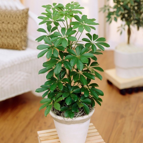 Schefflera arboricola dwarf - schefflera, (dwarf