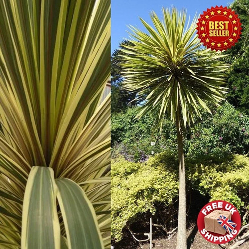 Hardy cordyline australis palm - cordyline,