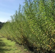 50 Hybrid Willow Cuttings , Fast Growing For Hedging, Logs, Biomass 30cm/ 12in