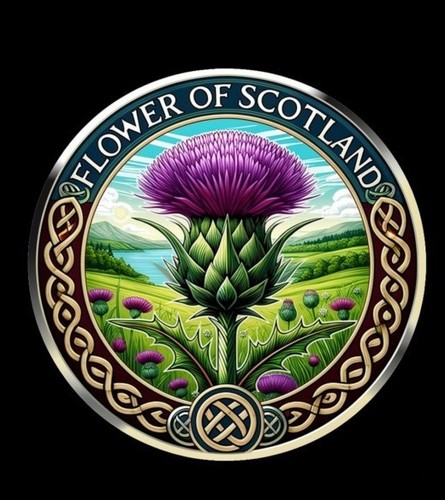 Flower scotland thistle - scotland, &