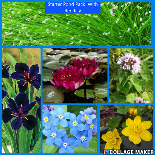 Starter pond pack water - ,