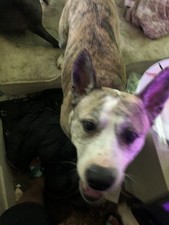 Fully Trained Molly Looking