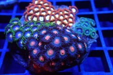 Zoa Rock / Colony #4 – Mixed Zoanthid WYSIWYG – LPS Soft Coral Frag