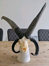 Rare jacob sheep skull with 4