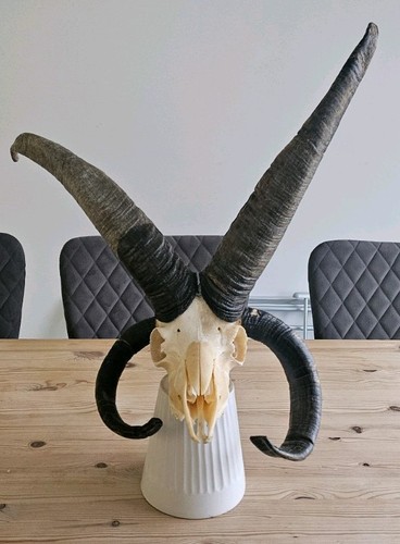 Rare jacob sheep skull - with, 4