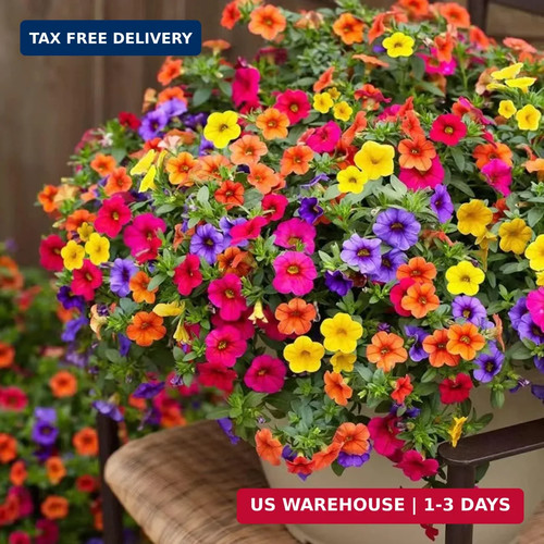 5000 petunia seeds - petunia,